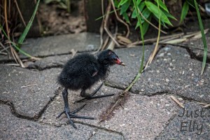 Bird with huge feet