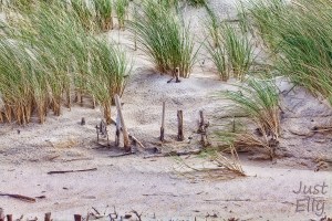 At the Beach 2019-05